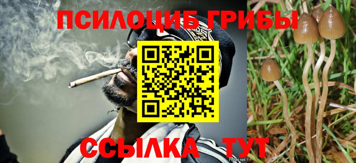 Галлюциногенные грибы Cubensis  Альметьевск  Галлюциногенные грибы мицелий 